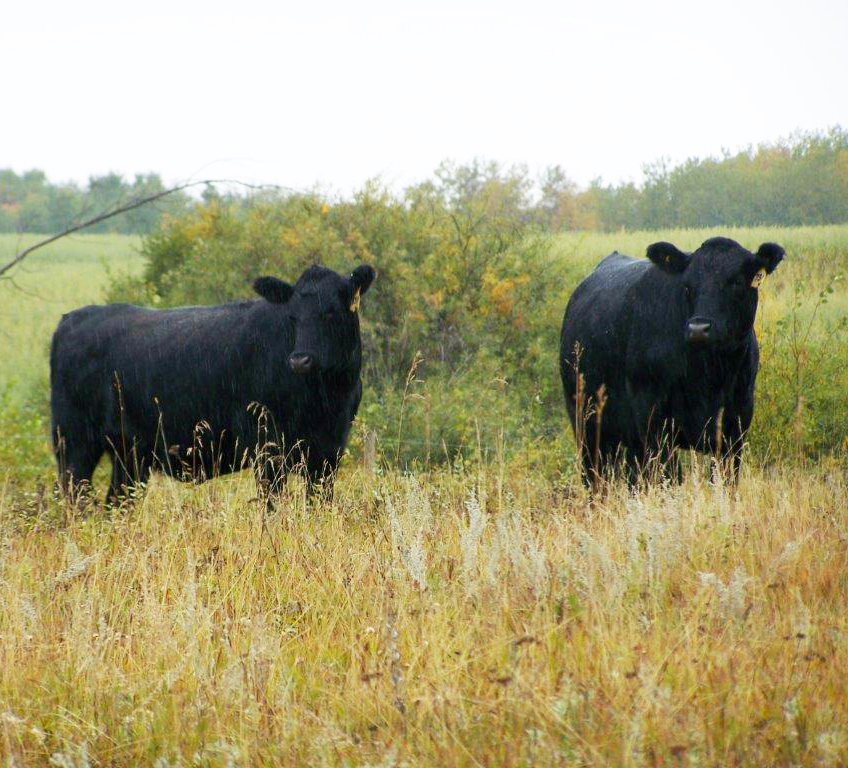 black Angus cattle