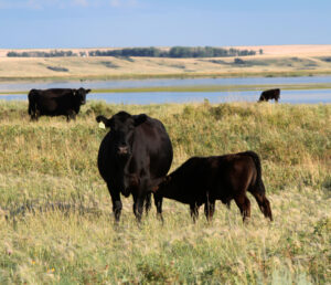 Photo supplied by Tamara Carter Pain control in beef calves. Photo supplied by Tamara Carter