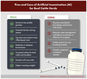 Pros and Cons of artificial insemination for beef herds