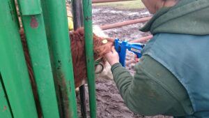 Producer implanting feeder in head gate