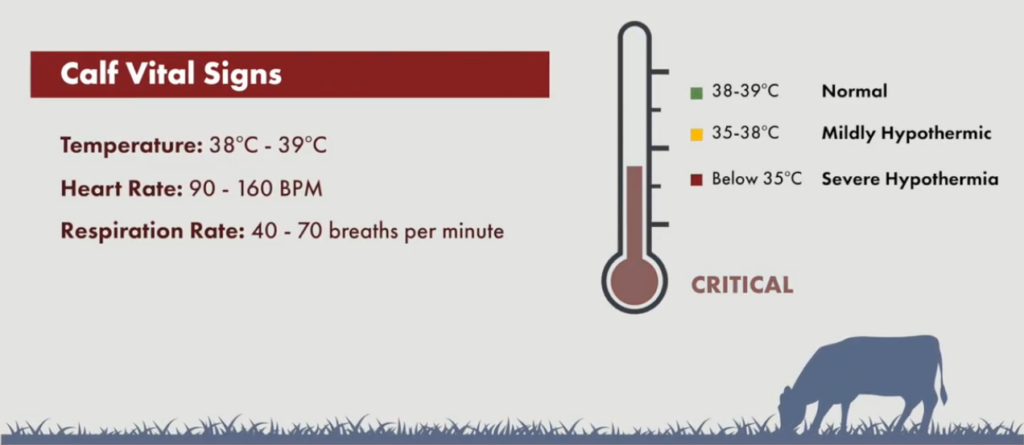 calf vital signs