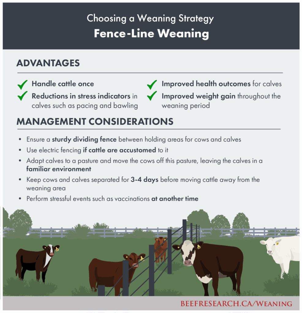 Choosing a calf weaning strategy fence-line weaning