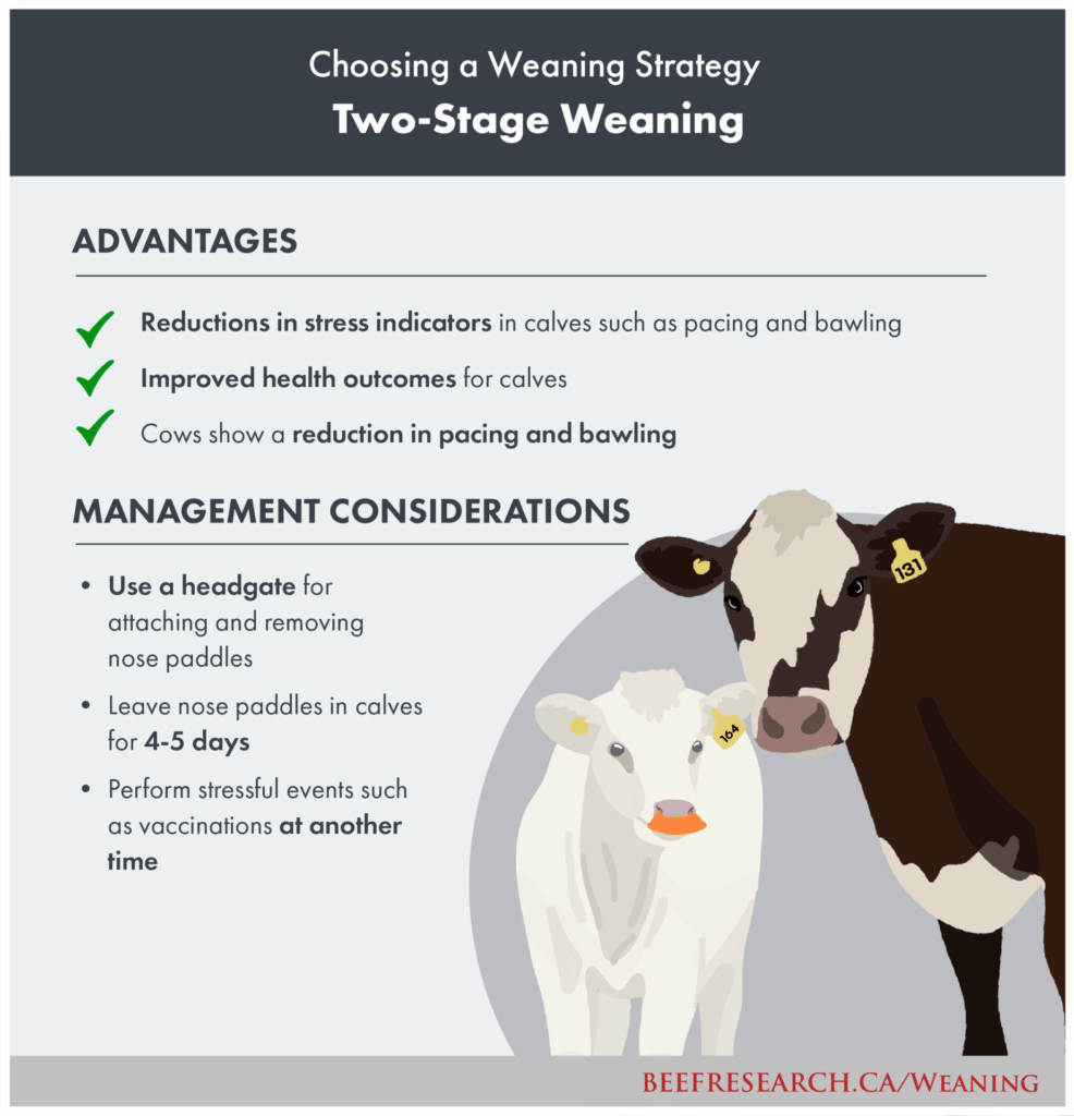 choosing a calf weaning strategy two stage weaning