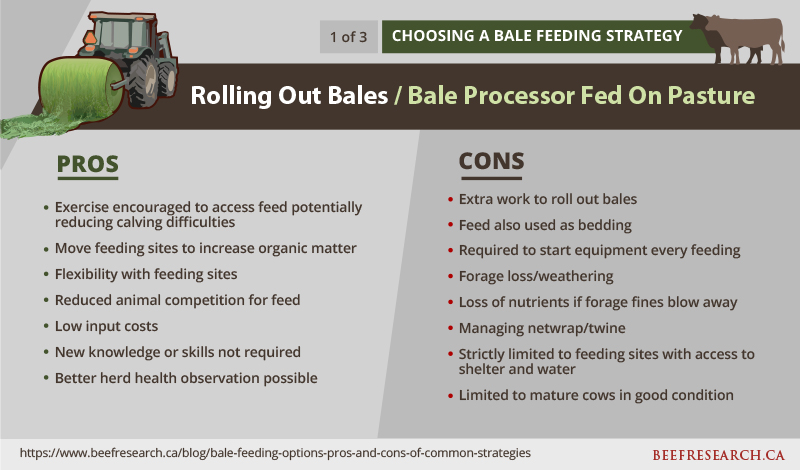 pros and cons of rolling out bales to beef cattle