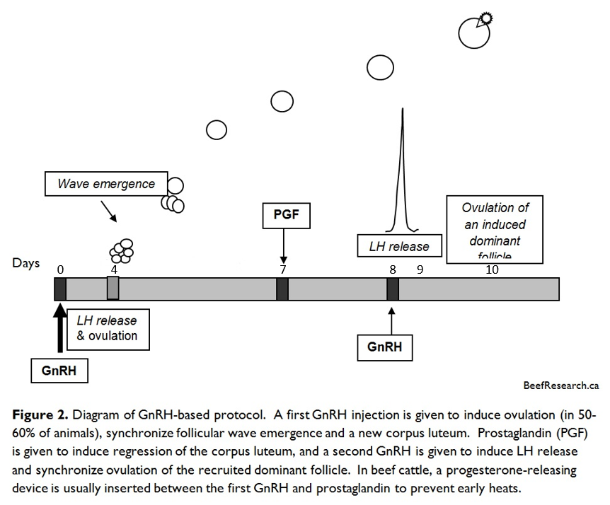 GnRH-based protocol for artificial insemination