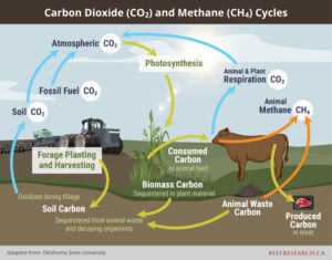 carbon dioxide and methane cycles and beef production