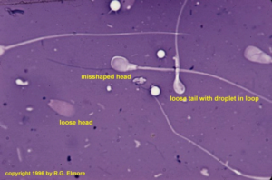 beef bull sperm morphology