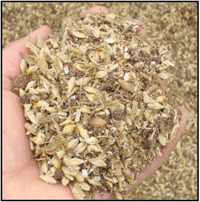 alternative feeds for beef cattle
