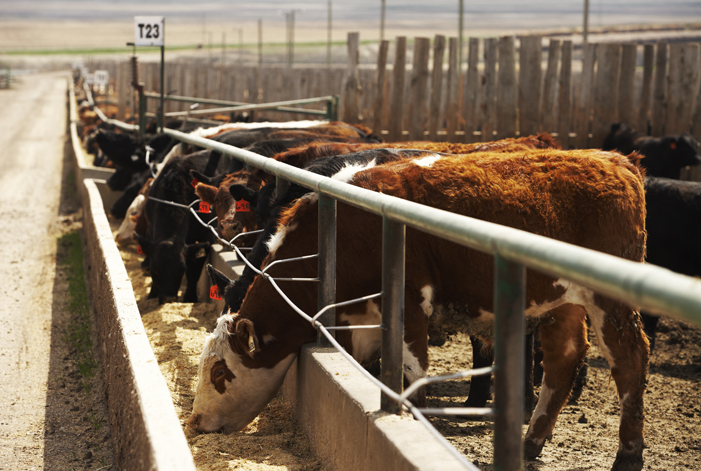 feedlot bunk