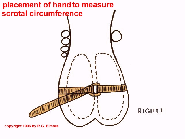 placement of hand to measure scrotal circumference in a bull