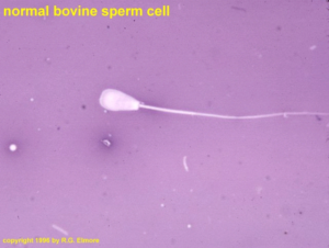 normal bovine sperm cell