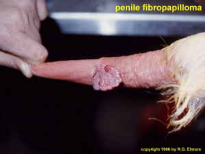 penile fibropapilloma on a bull