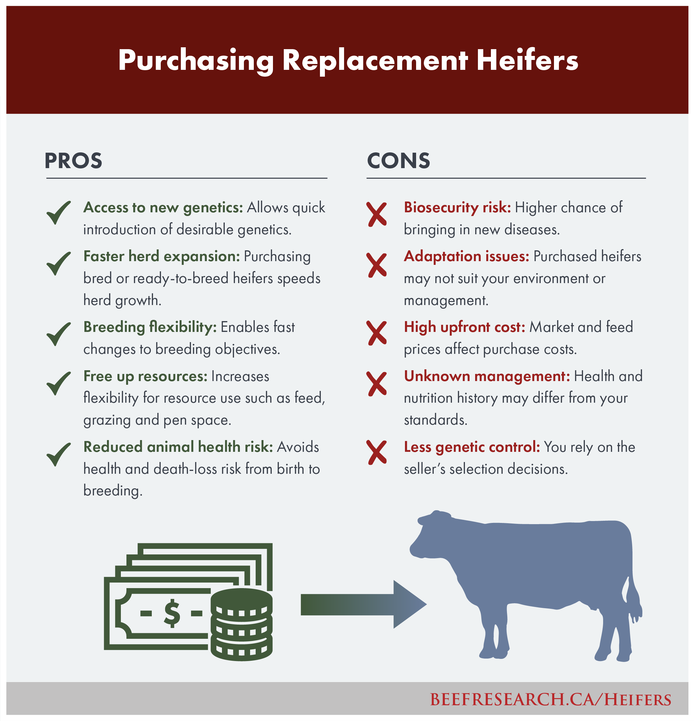 purchasing replacement heifers