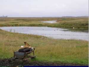 water slough fenced off from cattle