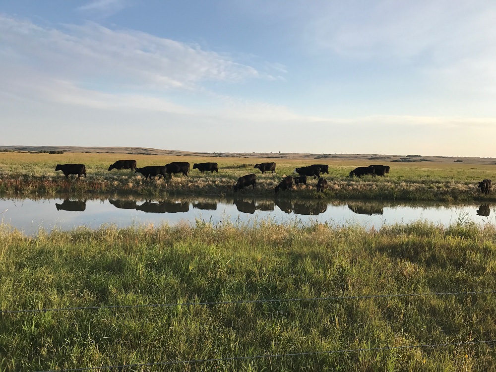 cattle walking by water