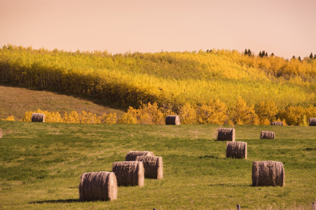 hay bales on pasture in the fall