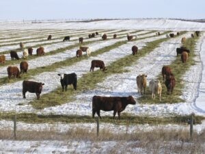 winter feeding beef cattle with swath grazing