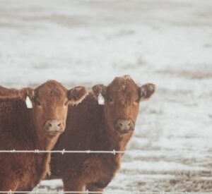 two heifers in winter snow
