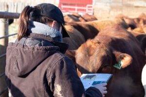 female beef producer reviewing bull sale book
