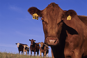 red cow with cattle herd in background