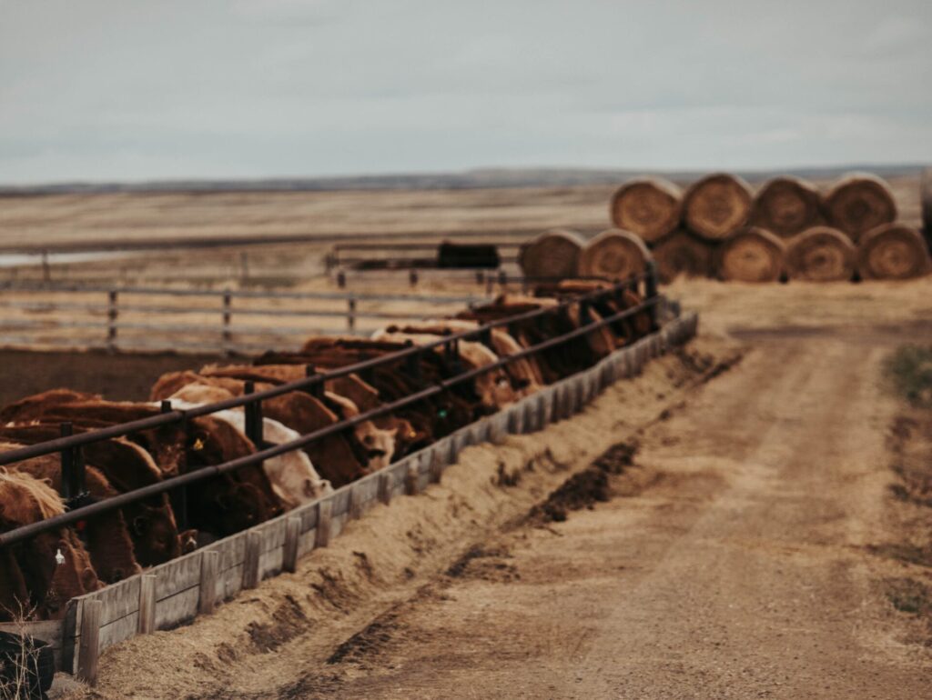 beef cattle eating at feed bunk with round hay bales