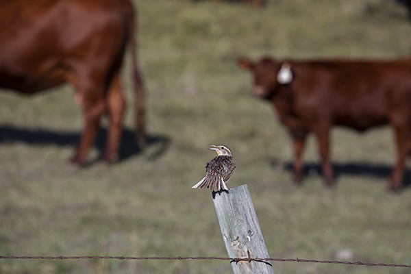 cattle and the environment