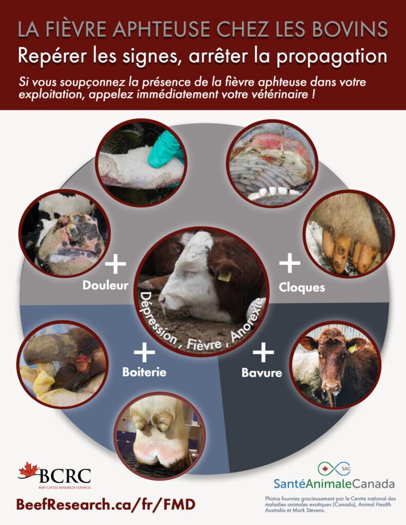 Clinical signs and symptoms of foot and mouth disease