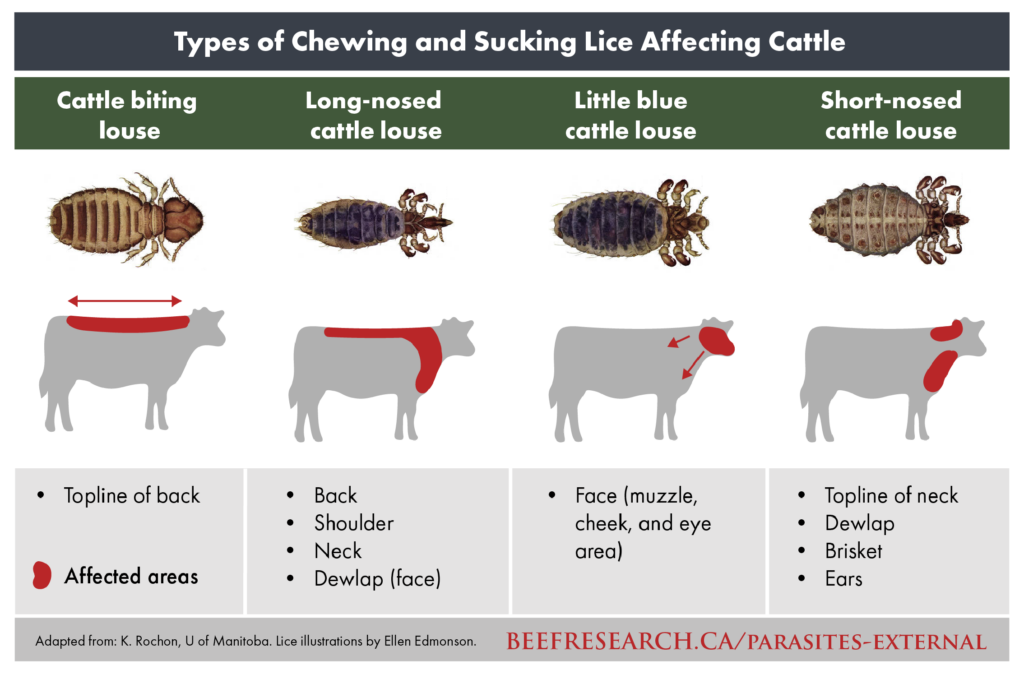 types of chewing and sucking lice affecting beef cattle