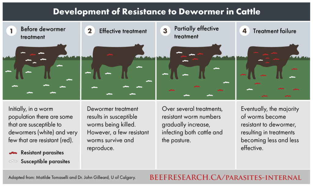 cattle dewormer resistance