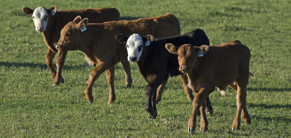 four young mixed calves facing camera
