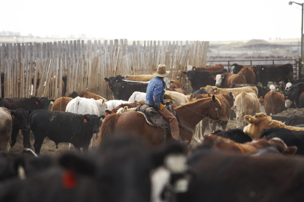 pen checker in a cattle feedlot