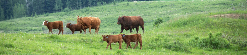 bull, cow and calves