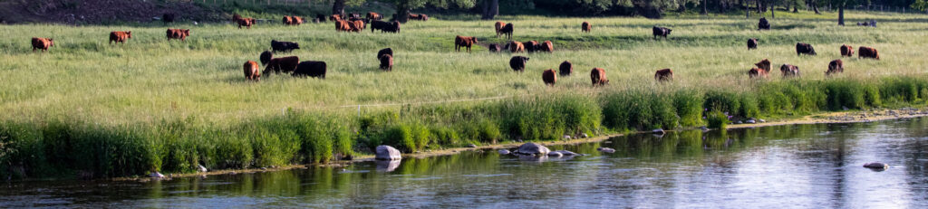 forage, grasslands and water for beef cattle