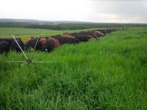 Tumblewheel fence for rotational grazing; photo courtesy Assar Grinde