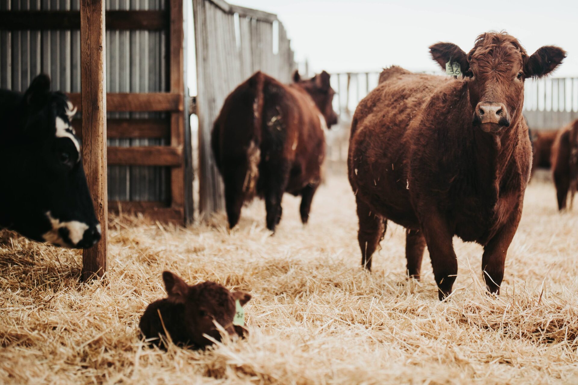 cows and new calf on straw
