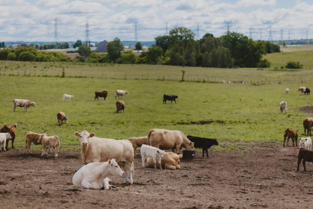 mixed cows and calves in early summer