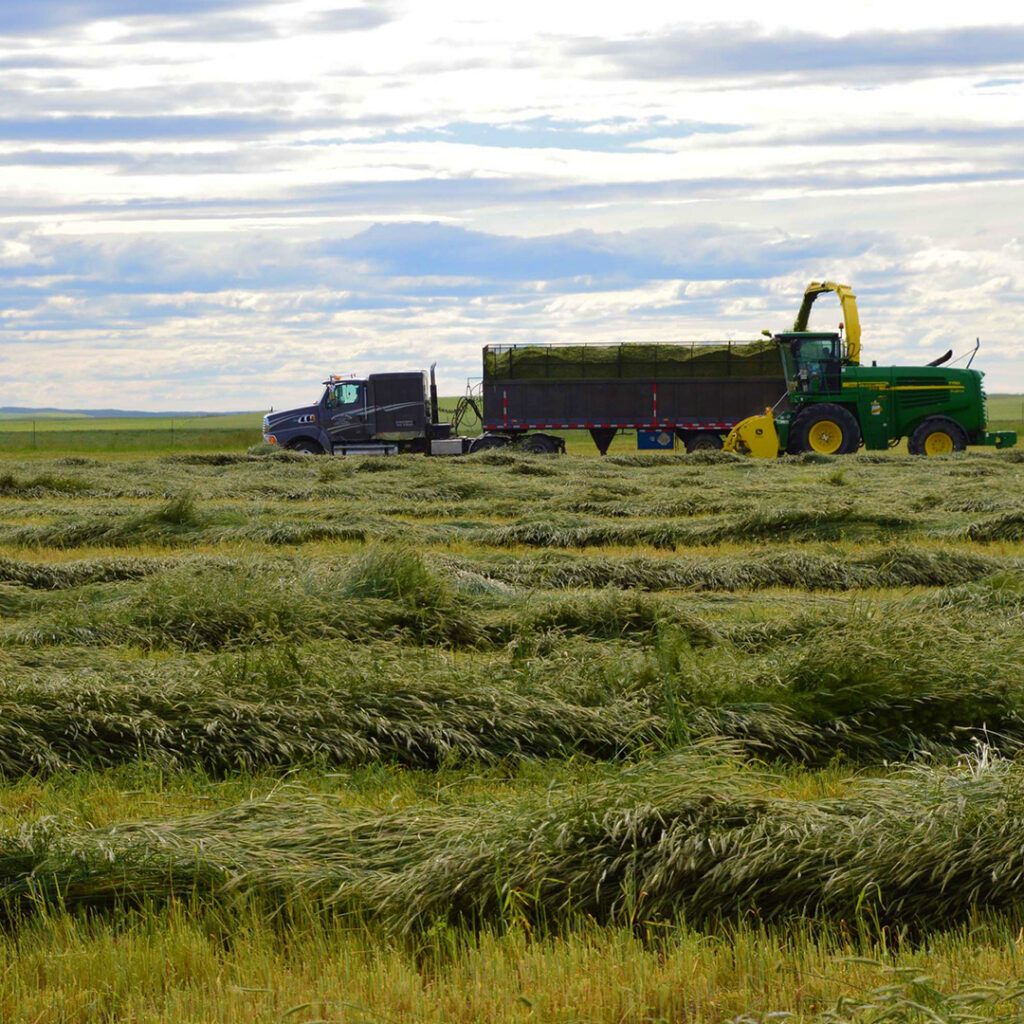 silage harvesting