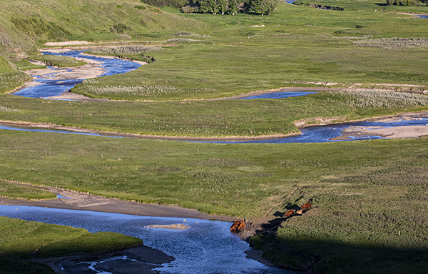 wetlands and beef cattle
