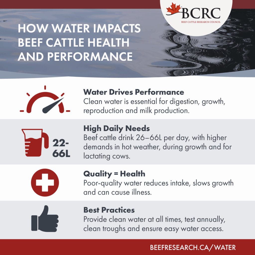 how water impacts beef cattle health and performance