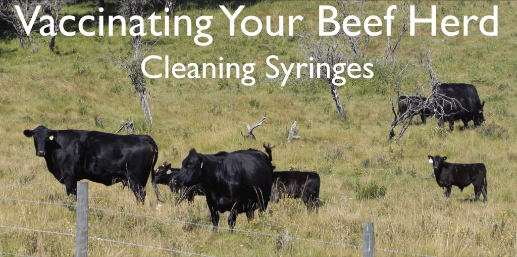 Vaccinating your beef herd - cleaning syringes - Watch video