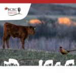 Canadian Beef Cattle Podcast episode 1 environmental benefits of cattle production