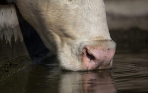 cow drinking from stock water tank