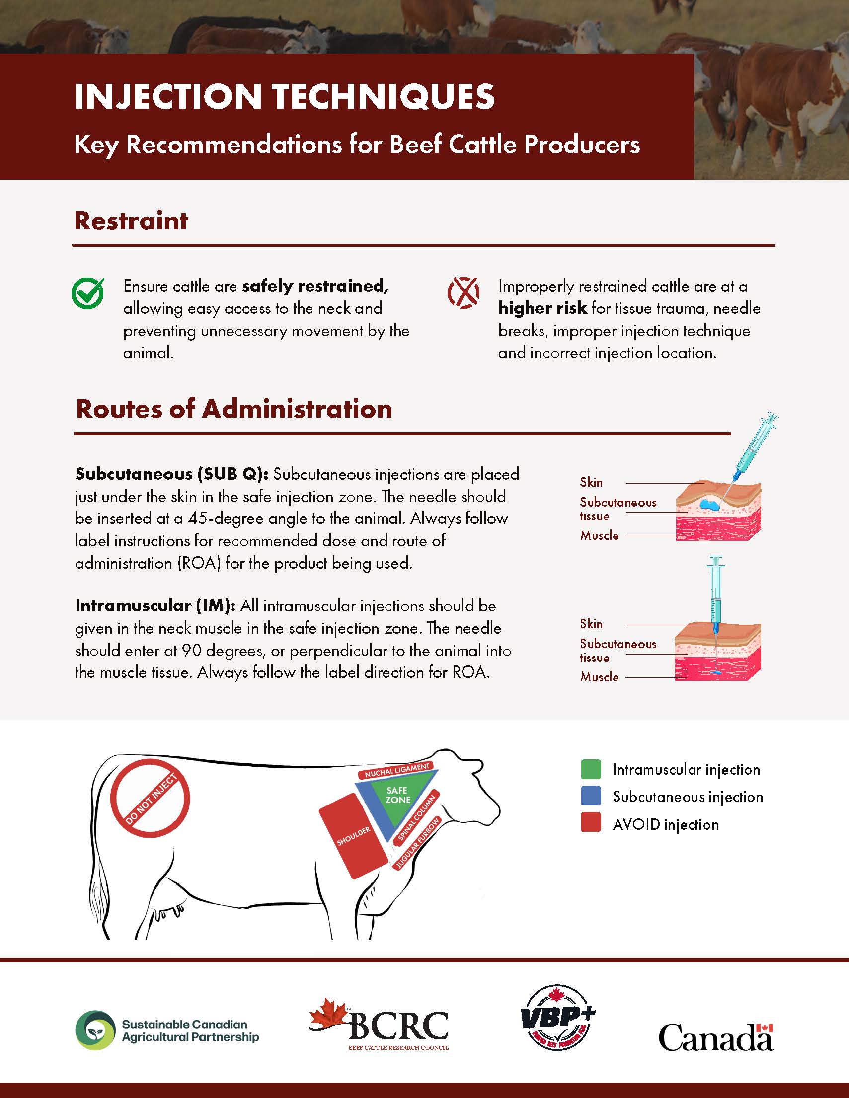 beef cattle injection techniques and key recommendations for beef cattle producers