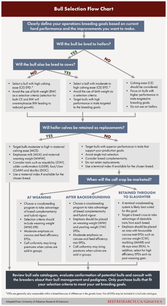 bull selection flow chart