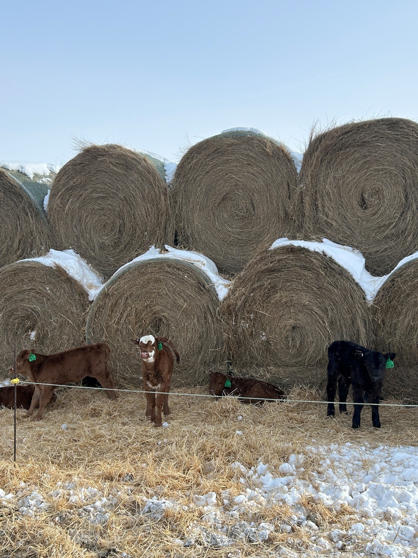 calves with hay shelter, photo by Tara Mulhern Davidson