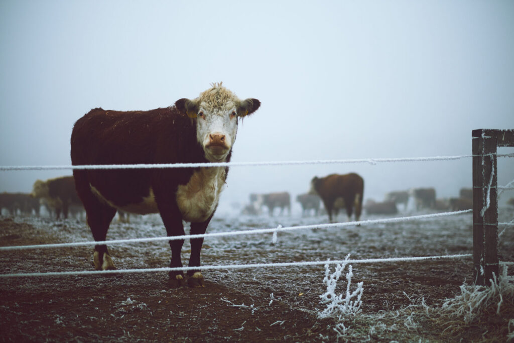 red and white cow behind fence in foggy winter