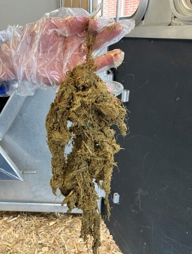 twine found in rumen of calf post mortem