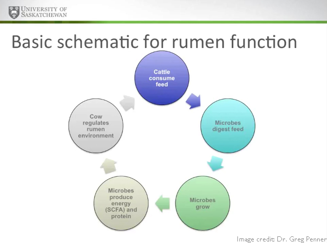 Rumen function